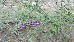 Maurandya barclayana