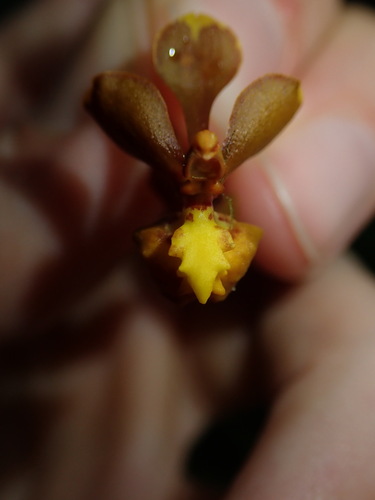 Image of Golden Dancer Orchid by (c) Nolan Exe, some rights reserved (CC BY)