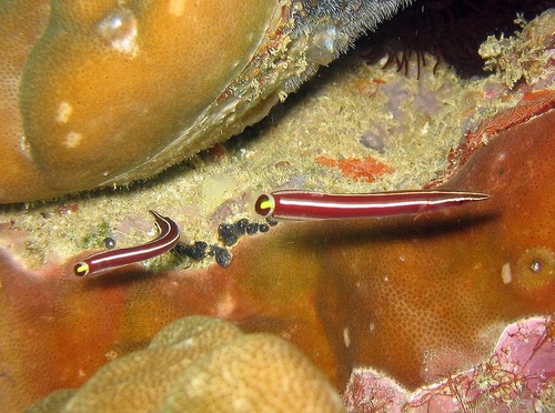 Urchin clingfish (Diademichthys lineatus) — Gobiesocidae — 5