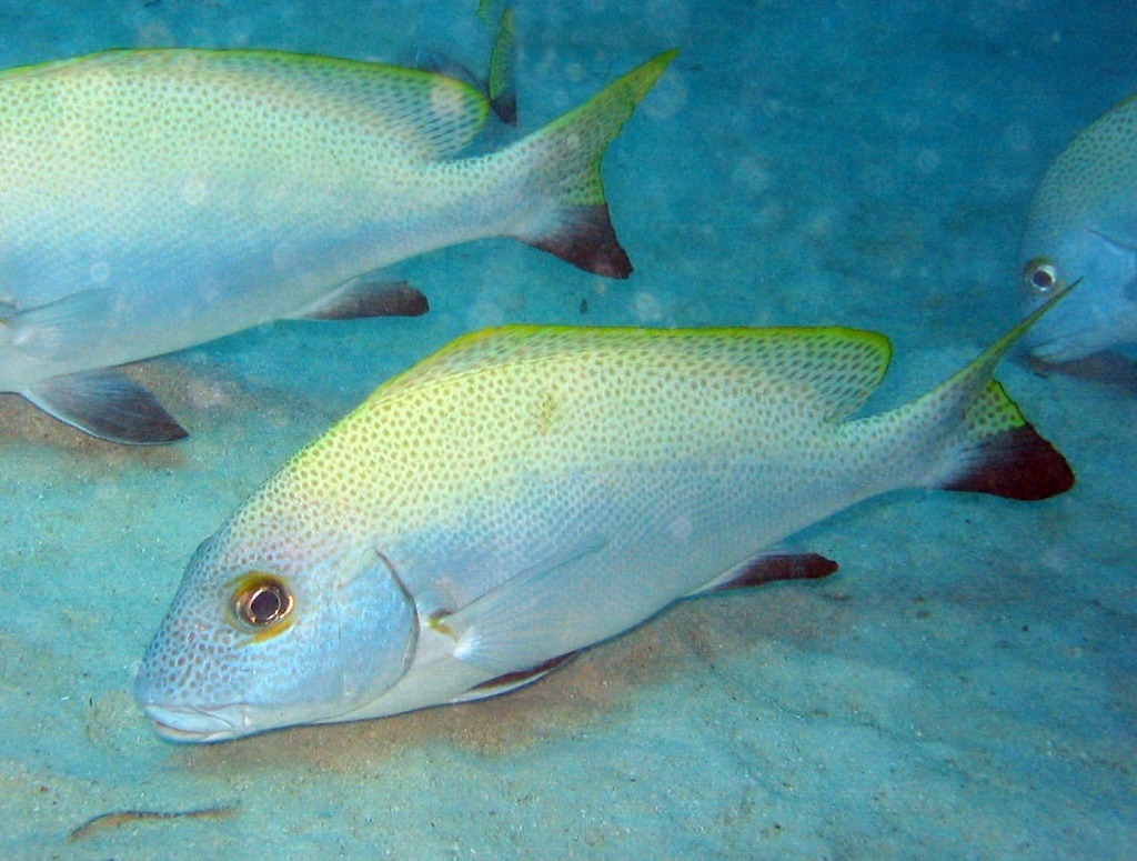 Blackfin Sweetlips