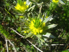 Xiphotheca lanceolata