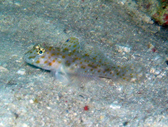 Pale Sandgoby photo 5