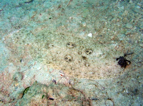 Cartwright's flounder (Pseudorhombus dupliciocellatus) — Paralichthyidae — 5