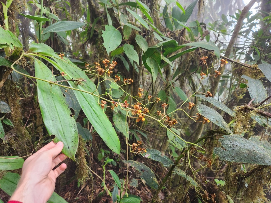 Cyrtochilum cimiciferum