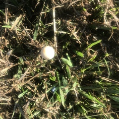 Conocybe apala albipes