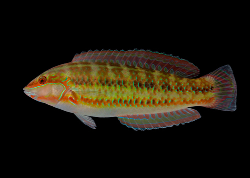 Slippery dick (Halichoeres bivittatus) — Labridae — 2