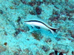 Red-Lined Tilefish photo 3