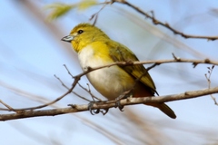 Trinidad Euphonia photo 3