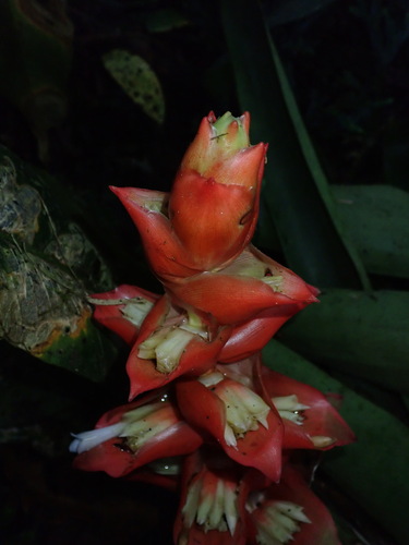 Guzmania variegata, photograph 6