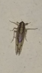 Hemiptera