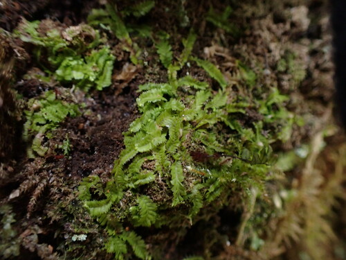Image of Geocalyx graveolens by no rights reserved