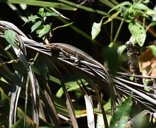 Speckle-lipped Mabuya