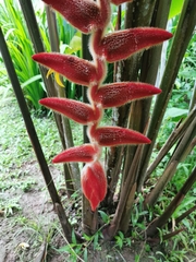Heliconia vellerigera image