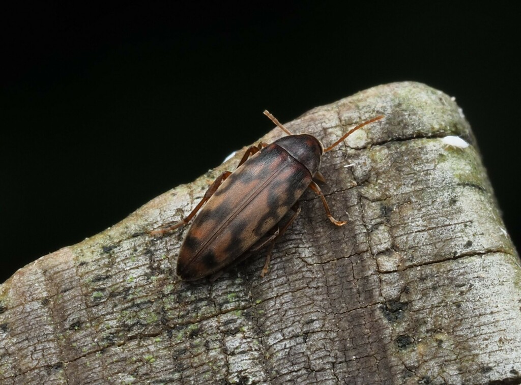 Hylobia