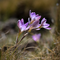 Hesperantha schelpeana