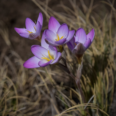 Hesperantha schelpeana
