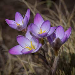 Hesperantha schelpeana