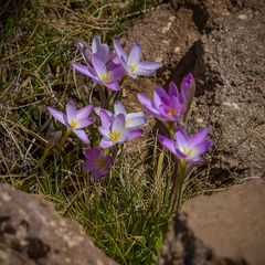 Hesperantha schelpeana