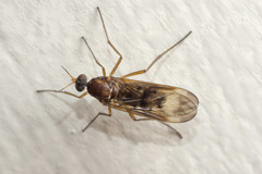 Sylvicola neozelandicus