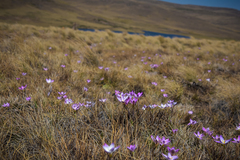 Hesperantha schelpeana