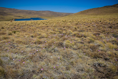 Hesperantha schelpeana