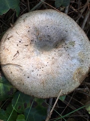 Lactarius rubrilacteus