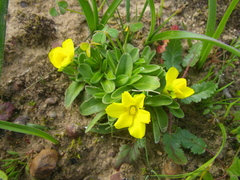 Moraea galaxia