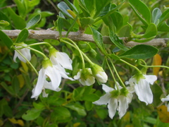 Solanum guineense