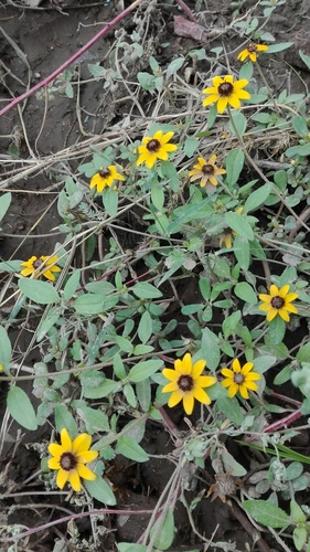 Mexican Creeping Zinnia