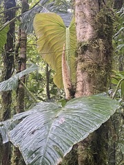 Image of Philodendron fibrosum