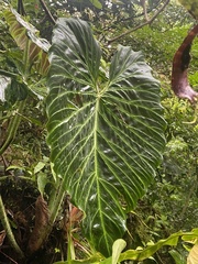 Philodendron verrucosum image