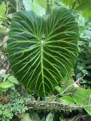 Philodendron verrucosum image