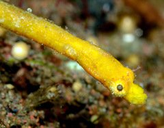 Duncker's Pipefish photo 3