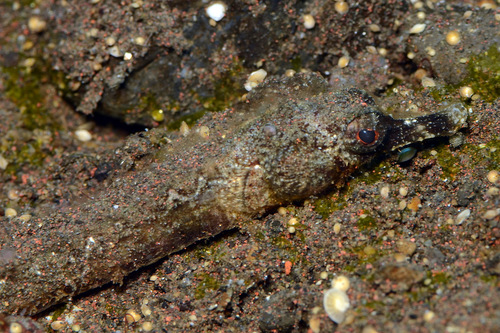 Grays zeenaaldvis (Halicampus grayi) — Syngnathidae