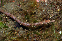 Brown Pipefish photo 3