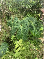 Philodendron verrucosum image