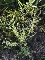 Trichostema