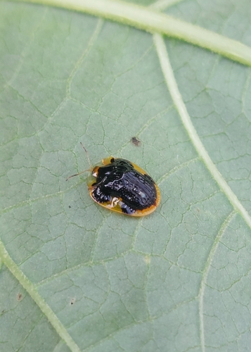 Microctenochira stigmatica