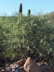 Prosopis palmeri