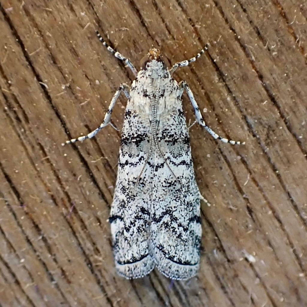 Dioryctria inyoensis