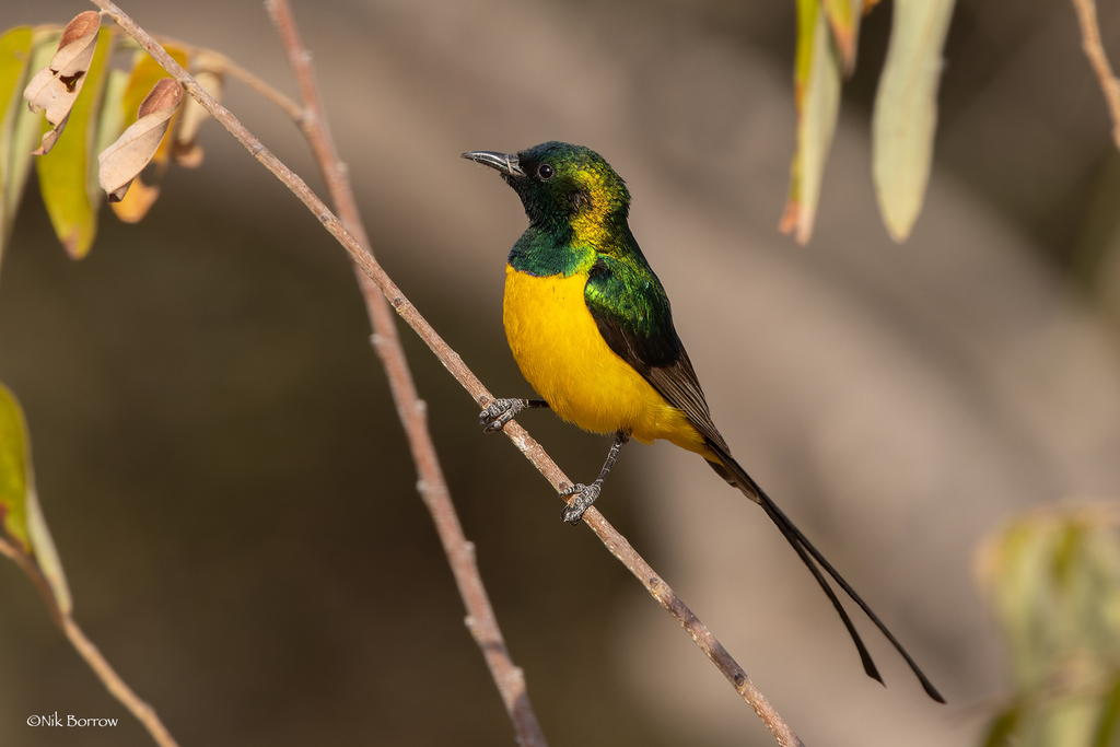 Pygmy Sunbird photo