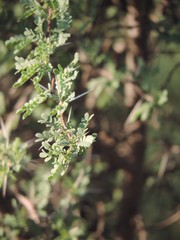Prosopis palmeri