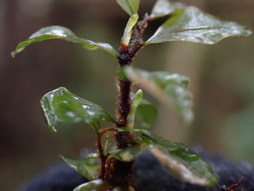 Image of Rhizomnium magnifolium by no rights reserved