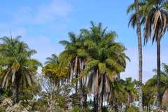 Cocoseae