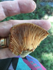 Lactarius rubrilacteus