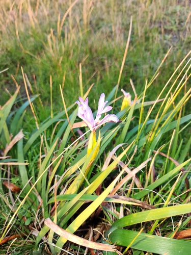 Image of Iris longipetala by (c) stinger, some rights reserved (CC BY)