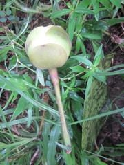 Dillenia philippinensis