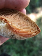 Lactarius rubrilacteus