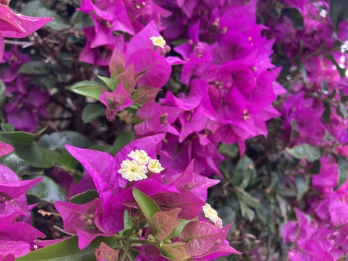 Foto de Primavera