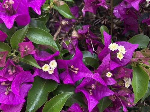 Foto de Primavera
